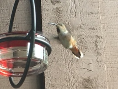 Selasphorus sasin sedentarius
