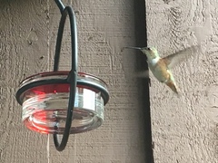 Selasphorus sasin sedentarius