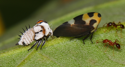 Mexican Treehopper