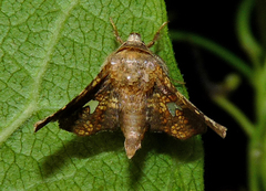 Dysodia oculatana