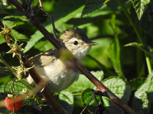 Booted Warbler (Iduna caligata), photo 9