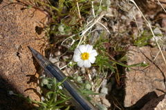 Eriophyllum lanosum