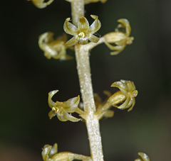 Neottia acuminata