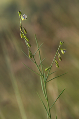 Polygala petitiana subsp. petitiana image