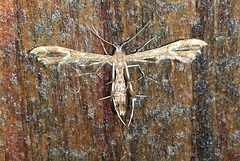 Geina periscelidactylus