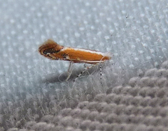 Cameraria quercivorella