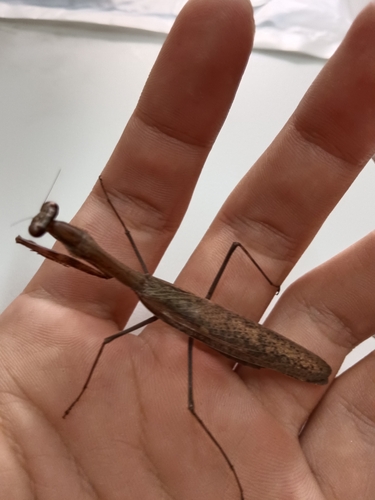 Asian Jumping Mantis