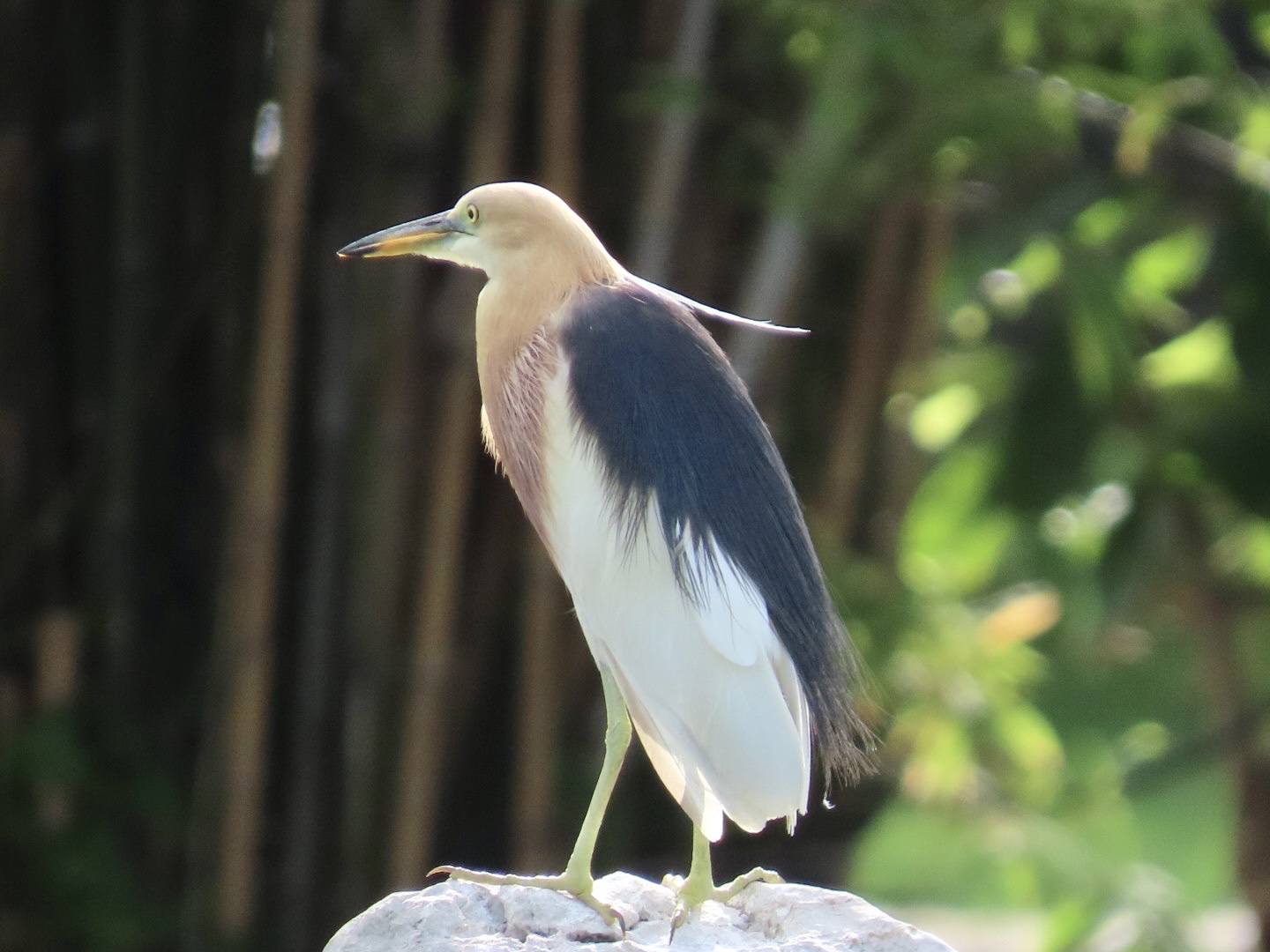 Javan Pond Heron (Ardeola speciosa)
