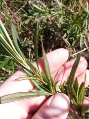 Hypericum lobocarpum