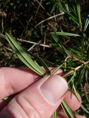 Hypericum lobocarpum