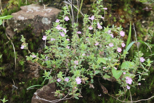 Lemon Savory (Micromeria biflora)