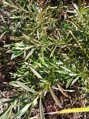 Hypericum lobocarpum