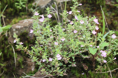 Image of Micromeria biflora by (c) Edmundas Greimas, some rights reserved (CC BY)
