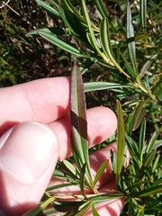 Hypericum lobocarpum