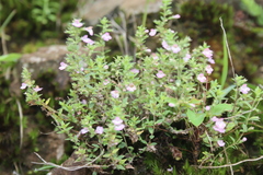 Micromeria biflora, photograph (c) Edmundas Greimas, some rights reserved (CC BY)