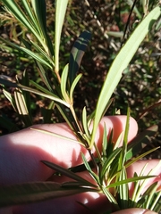 Hypericum lobocarpum