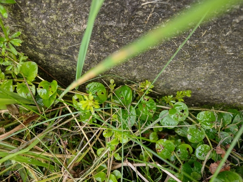 čerkáč peniažtekový (Lysimachia nummularia)