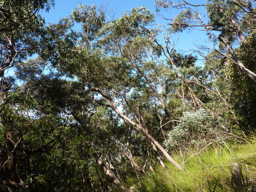 Eucalyptus baeuerlenii F.Muell. 3