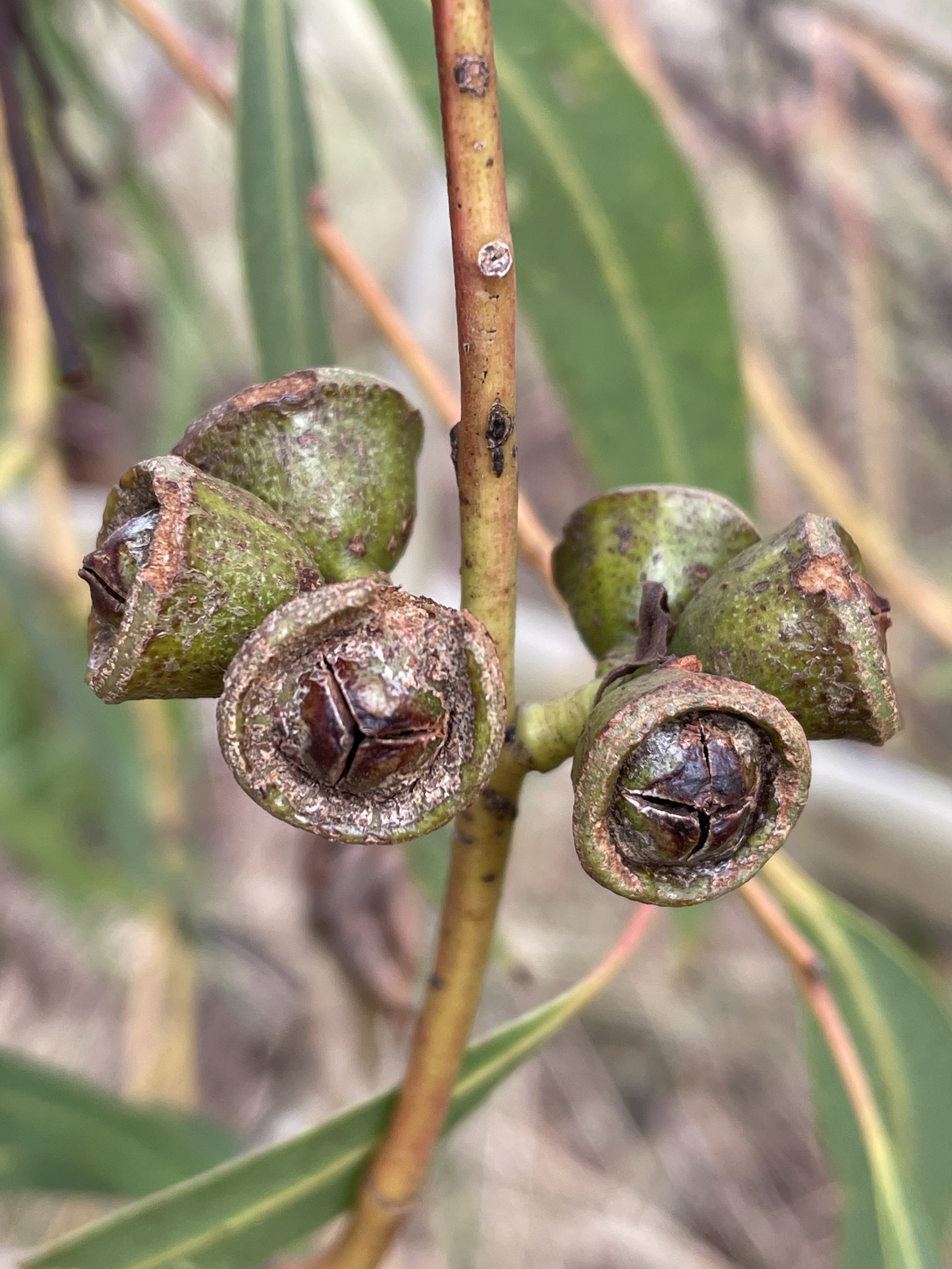 Eucalyptus baeuerlenii