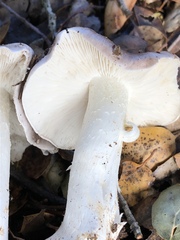 Entoloma medianox