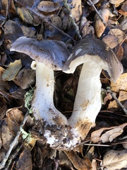 Entoloma medianox