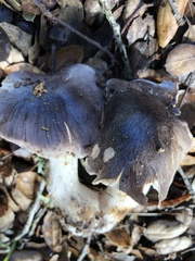 Entoloma medianox