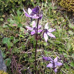 Gentianella rapunculoides