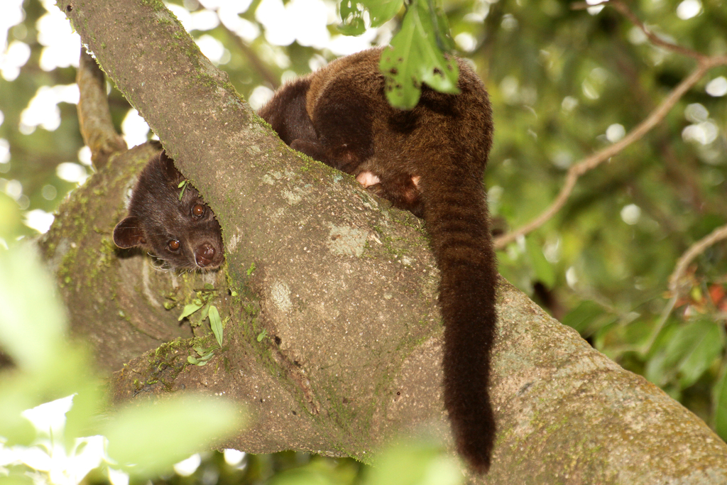 Brown Palm Civet