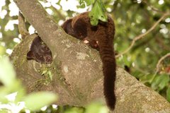 Jerdon's Palm Civet photo 2