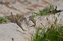 Lacerta agilis chersonensis