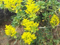 Sedum dendroideum