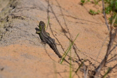 Lacerta agilis chersonensis