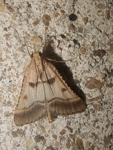 Stemmatophora brunnealis