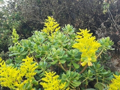 Sedum dendroideum