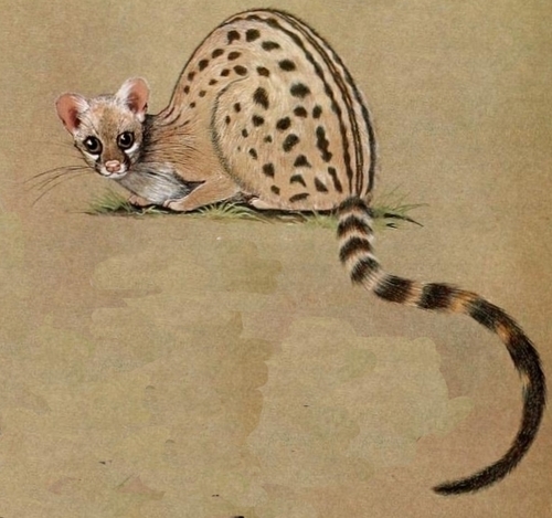 Hausa Genet