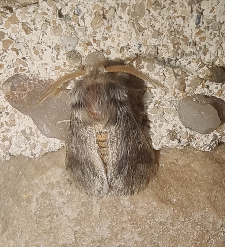 Thaumetopoea processionea