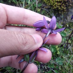 Gentianella rapunculoides