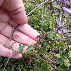 Gentianella rapunculoides