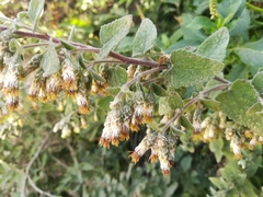 Brickellia secundiflora