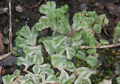 Riccia hawaiiensis, 2023-07-23