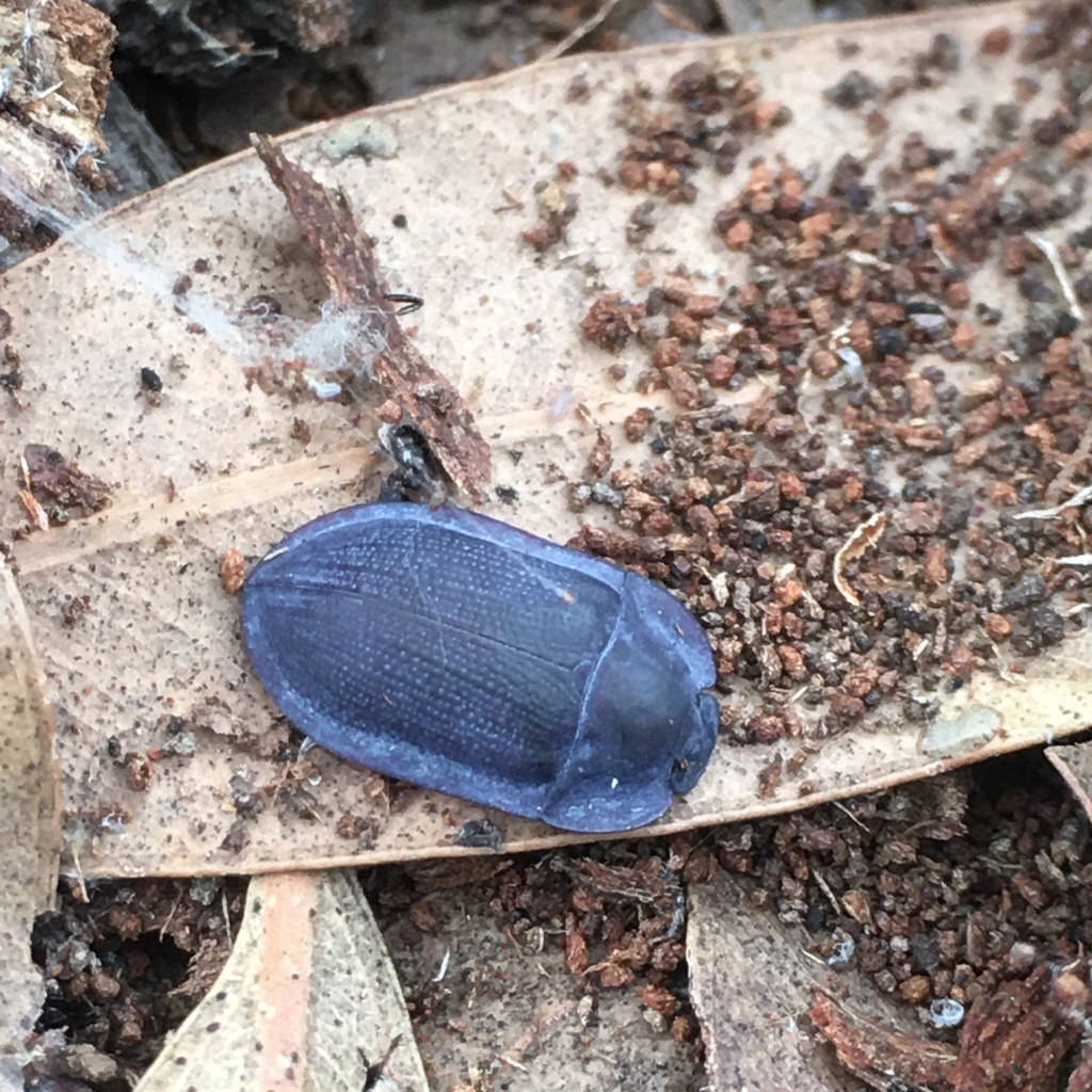 blue piedish beetles from Royal Park North, Parkville, VIC, Australia