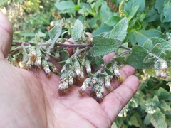 Brickellia secundiflora