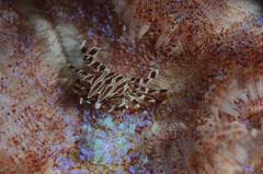 Zebrida adamsii