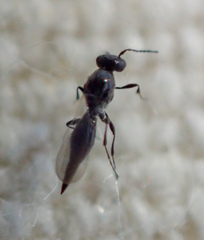Platygastridae