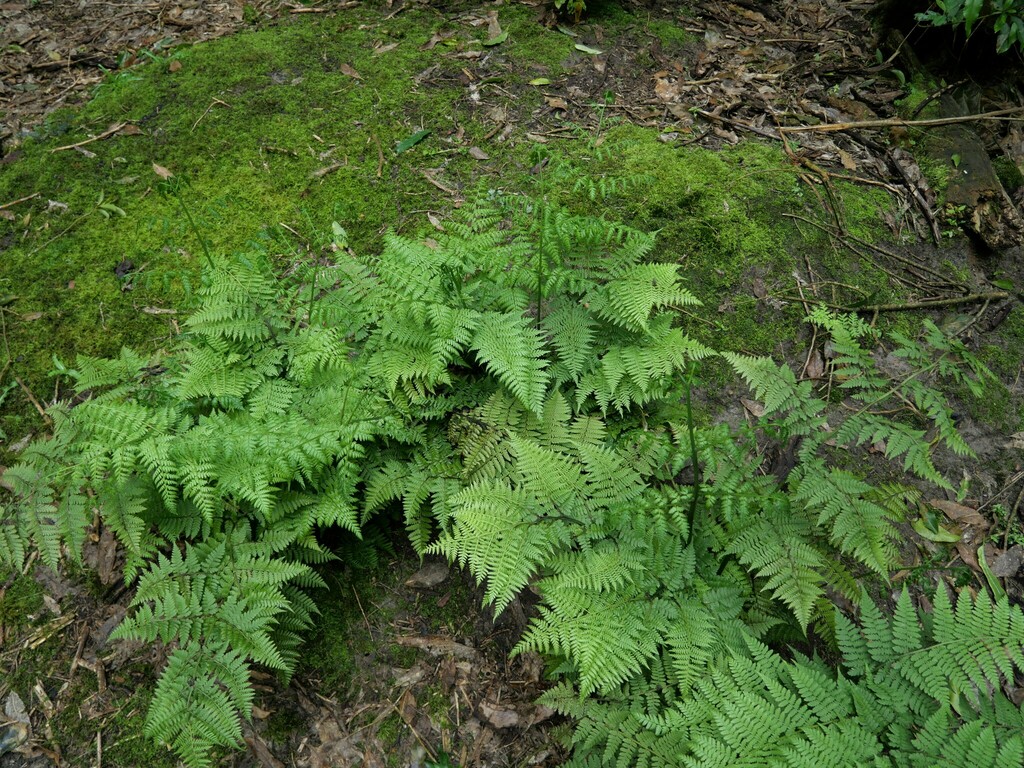 Austral Lady-fern From Lake Tarawera, Rotorua 3076, New Zealand On 