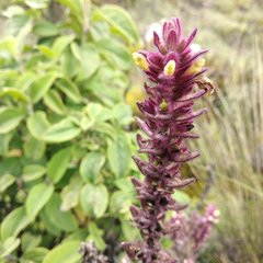 Neobartsia
