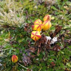 Gentianella hirculus