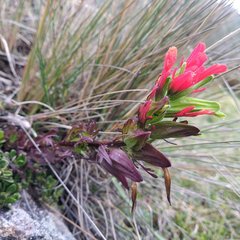 Castilleja virgata