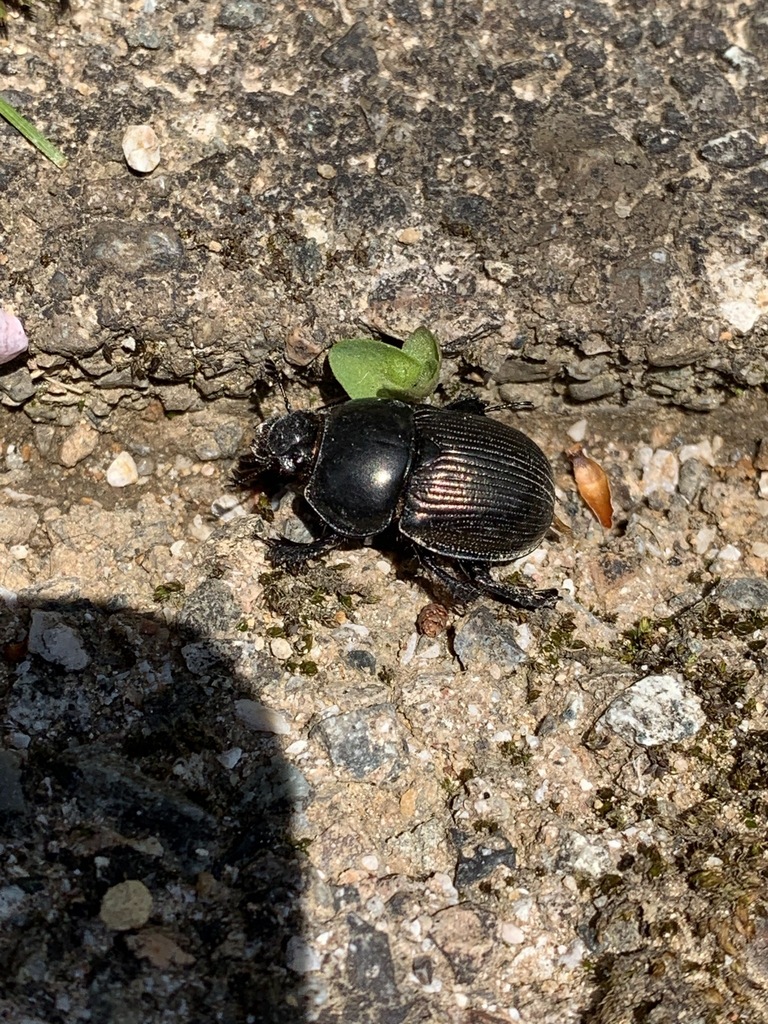 Phelotrupes laevistriatus from 県民公園頼成の森、砺波市、富山県、JP on April 25, 2020 at