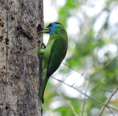 Psilopogon asiaticus